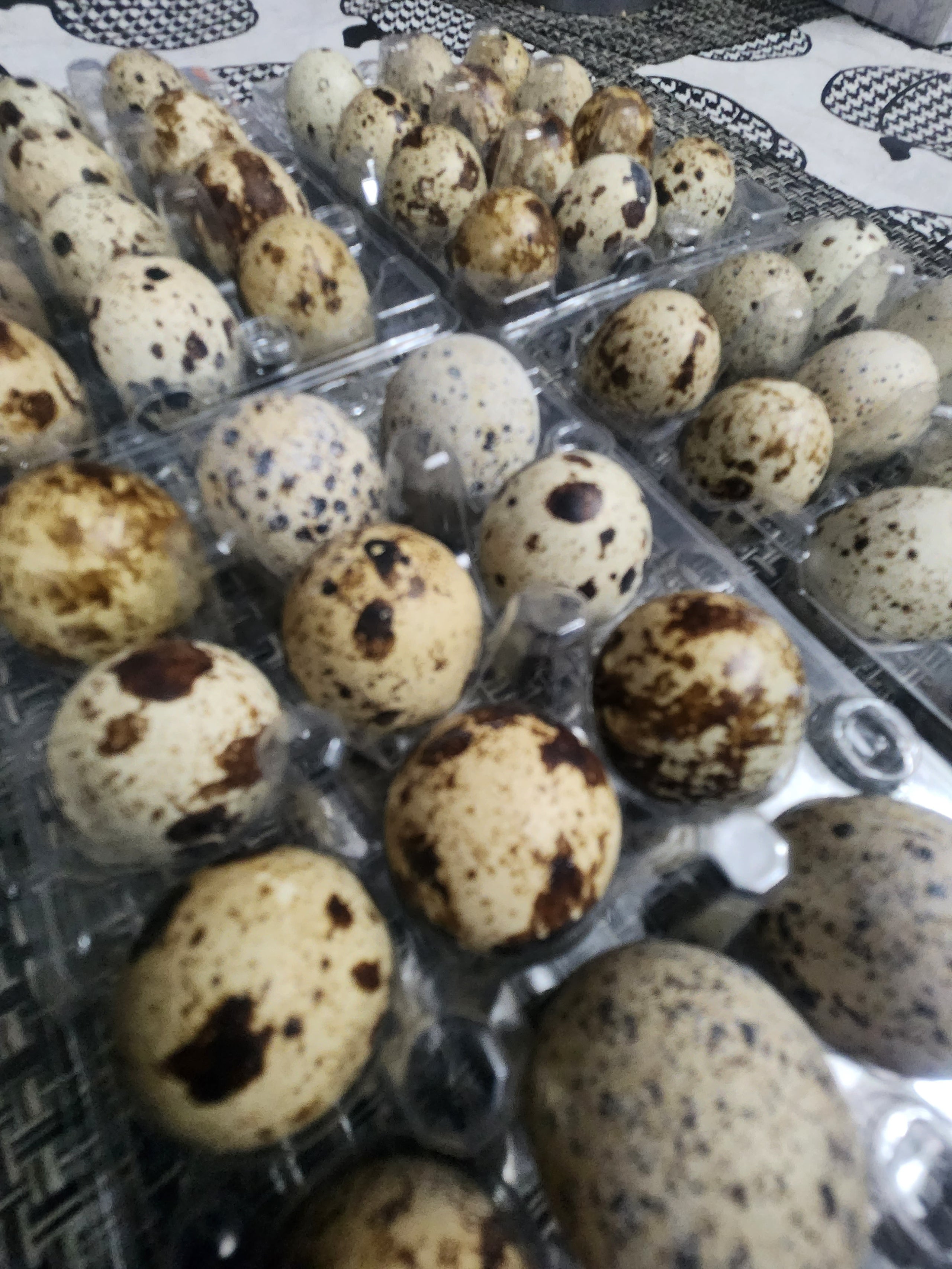 Baker’s Acres Quail Eggs Rockwall CoOp