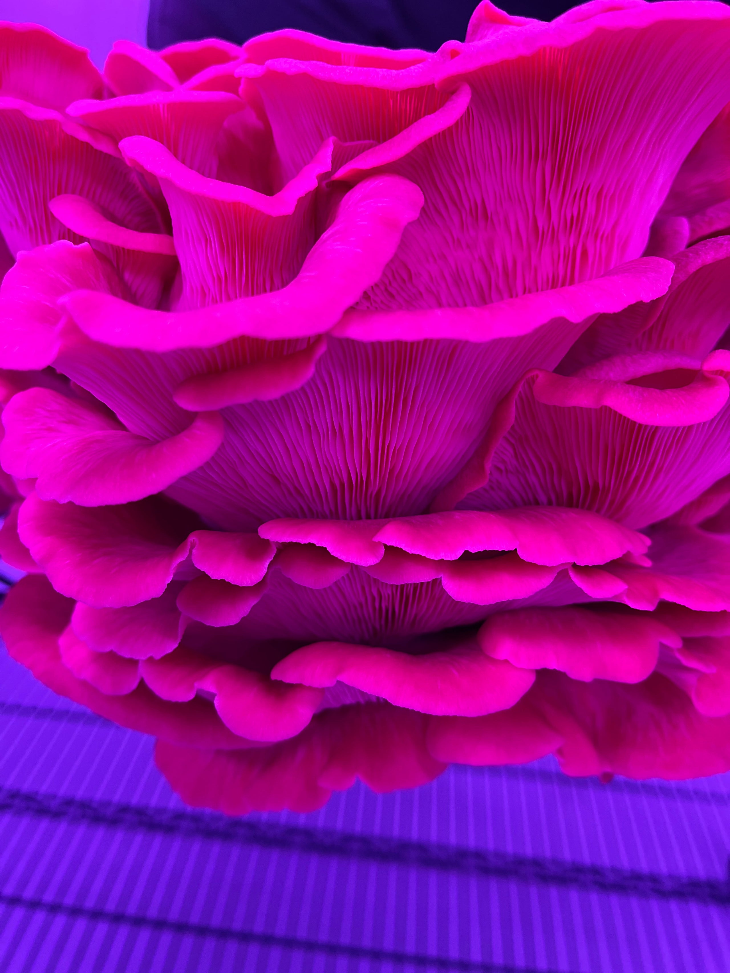 Millbrook Mystic Mushrooms Pink Oyster Mushrooms 1/2 lb Rockwall CoOp