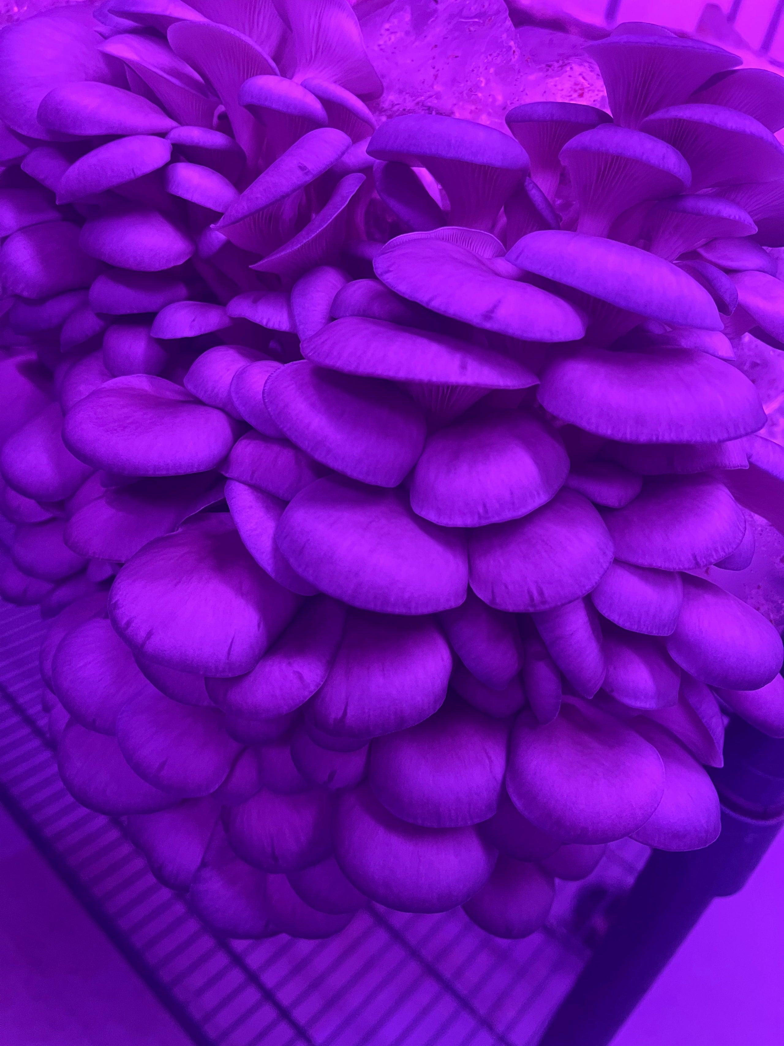 Millbrook Mystic Mushrooms Blue Oysters 1 2 Lb Rockwall Co Op millbrook-mystic-mushrooms-blue-oysters-1-2-lb-rockwall-co-op